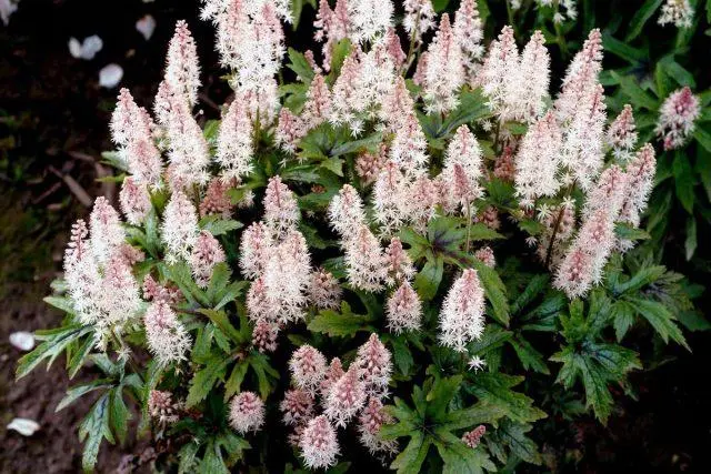 Tiarella flower: photos in landscape design, varieties and species with names