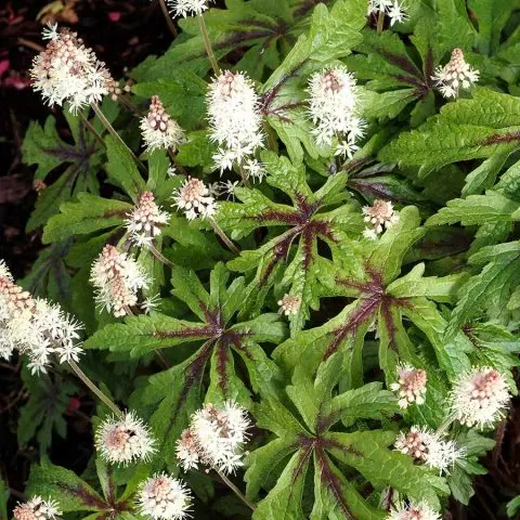 Tiarella flower: photos in landscape design, varieties and species with names