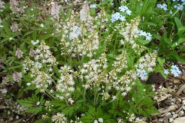 Tiarella flower: photos in landscape design, varieties and species with names