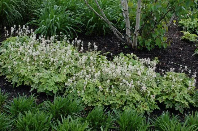 Tiarella flower: photos in landscape design, varieties and species with names