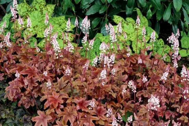 Tiarella flower: photos in landscape design, varieties and species with names