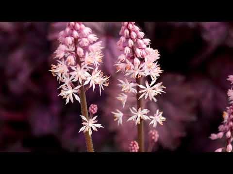 Tiarella flower: photos in landscape design, varieties and species with names