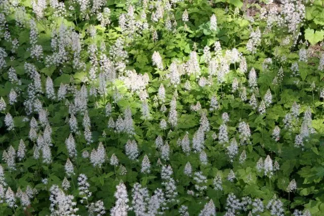 Tiarella flower: photos in landscape design, varieties and species with names