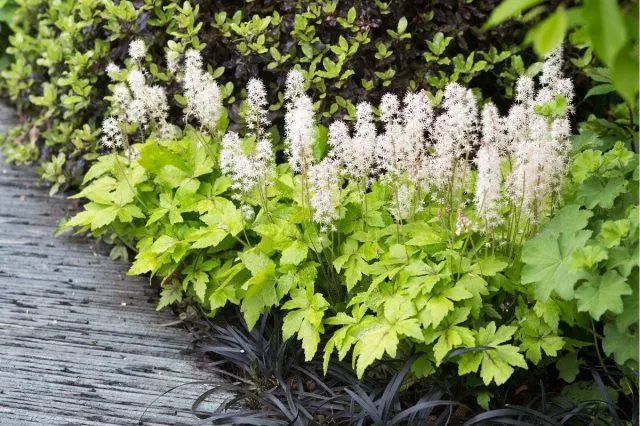 Tiarella flower: photos in landscape design, varieties and species with names