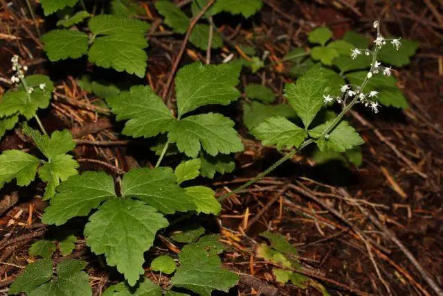 Tiarella flower: photos in landscape design, varieties and species with names