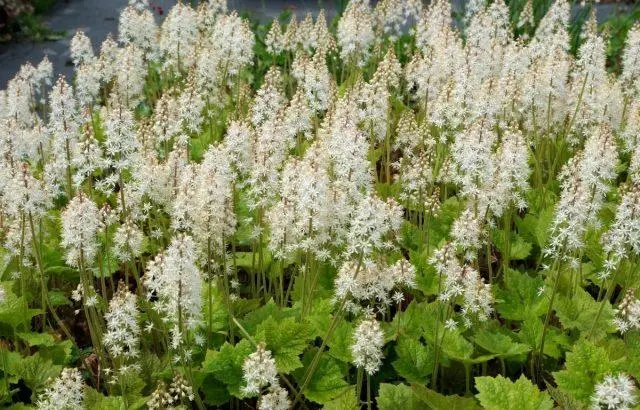 Tiarella flower: photos in landscape design, varieties and species with names