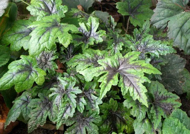 Tiarella flower: photos in landscape design, varieties and species with names