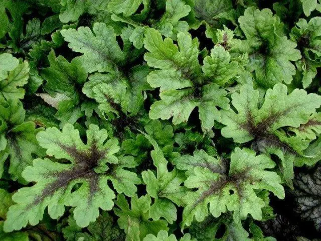 Tiarella flower: photos in landscape design, varieties and species with names