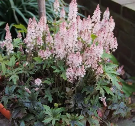 Tiarella flower: photos in landscape design, varieties and species with names