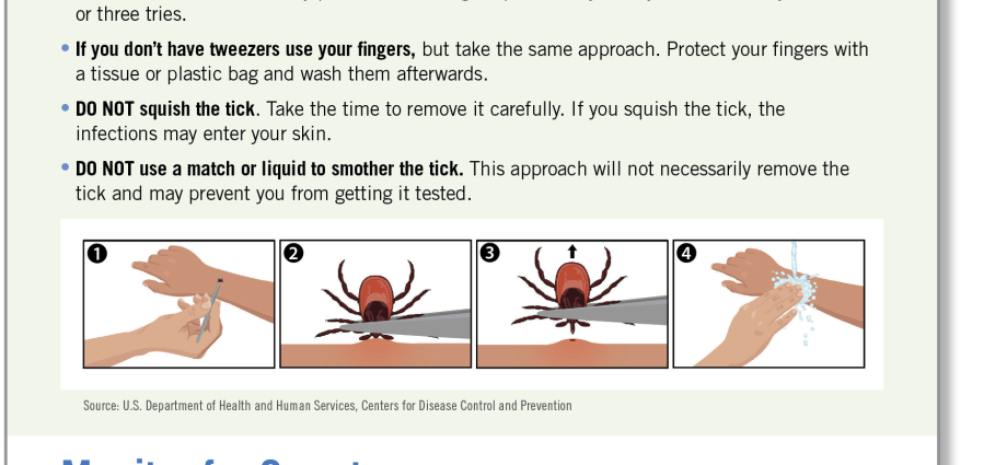 Tick ​​bite &#8211; what to do? How to remove a tick and what is the risk of a bite?