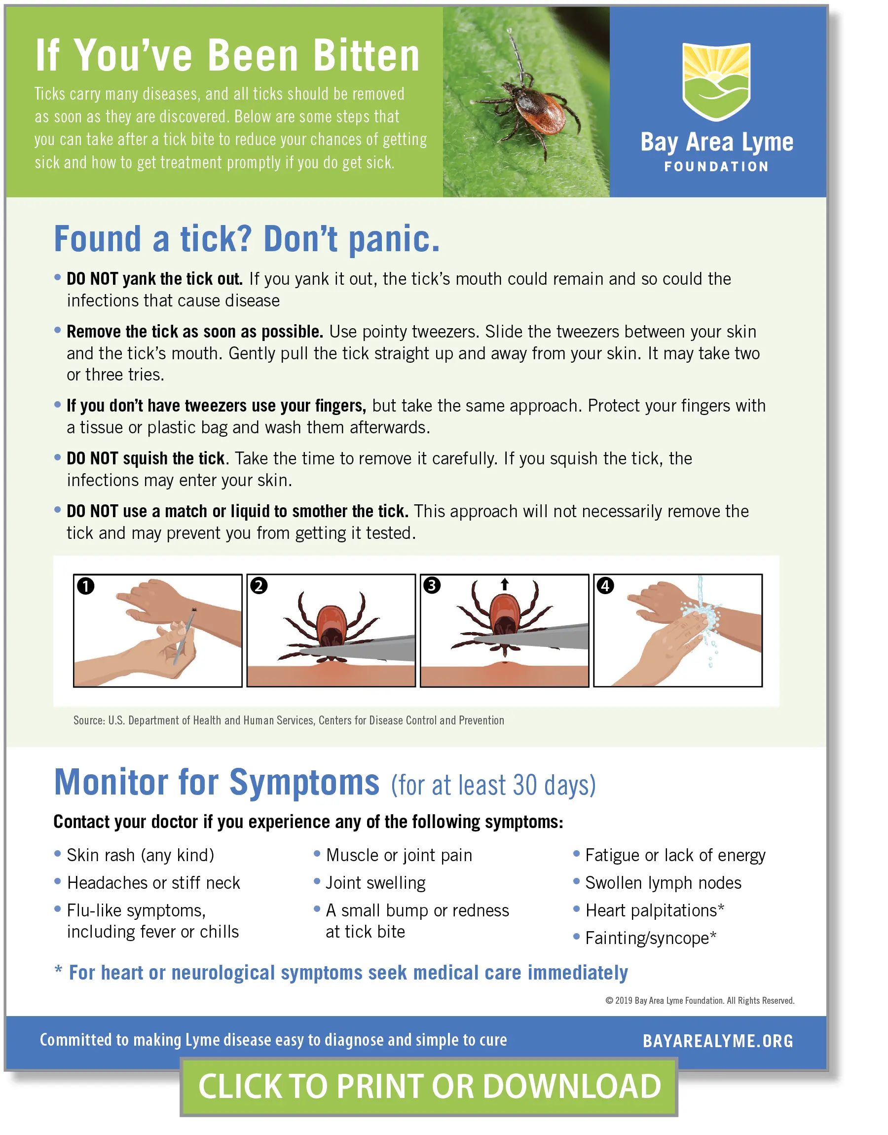 Tick ​​bite &#8211; what to do? How to remove a tick and what is the risk of a bite?