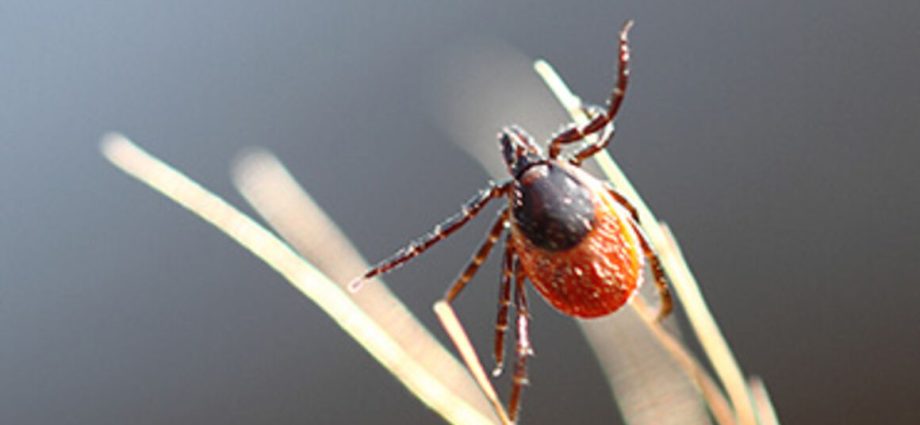 Tick-borne encephalitis &#8211; a dangerous disease that can be prevented