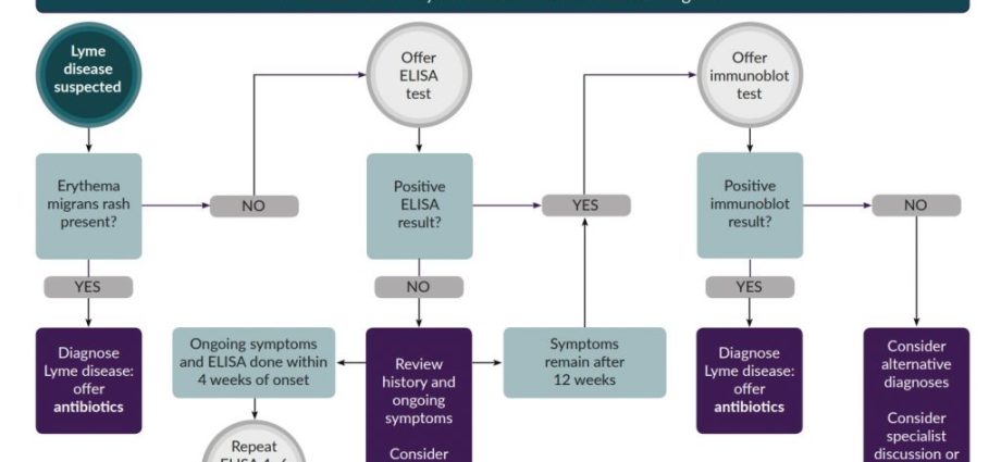 Tick ​​erythema and Lyme disease. Diagnosis, diagnosis, treatment