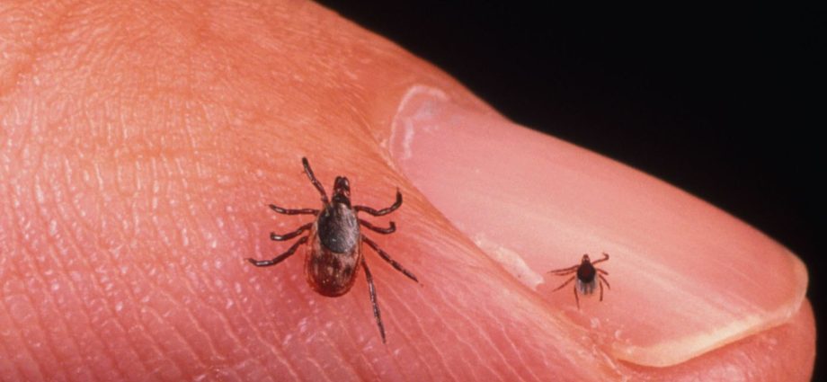 Tick ​​larvae can transmit a dangerous disease. It&#8217;s not about Lyme disease