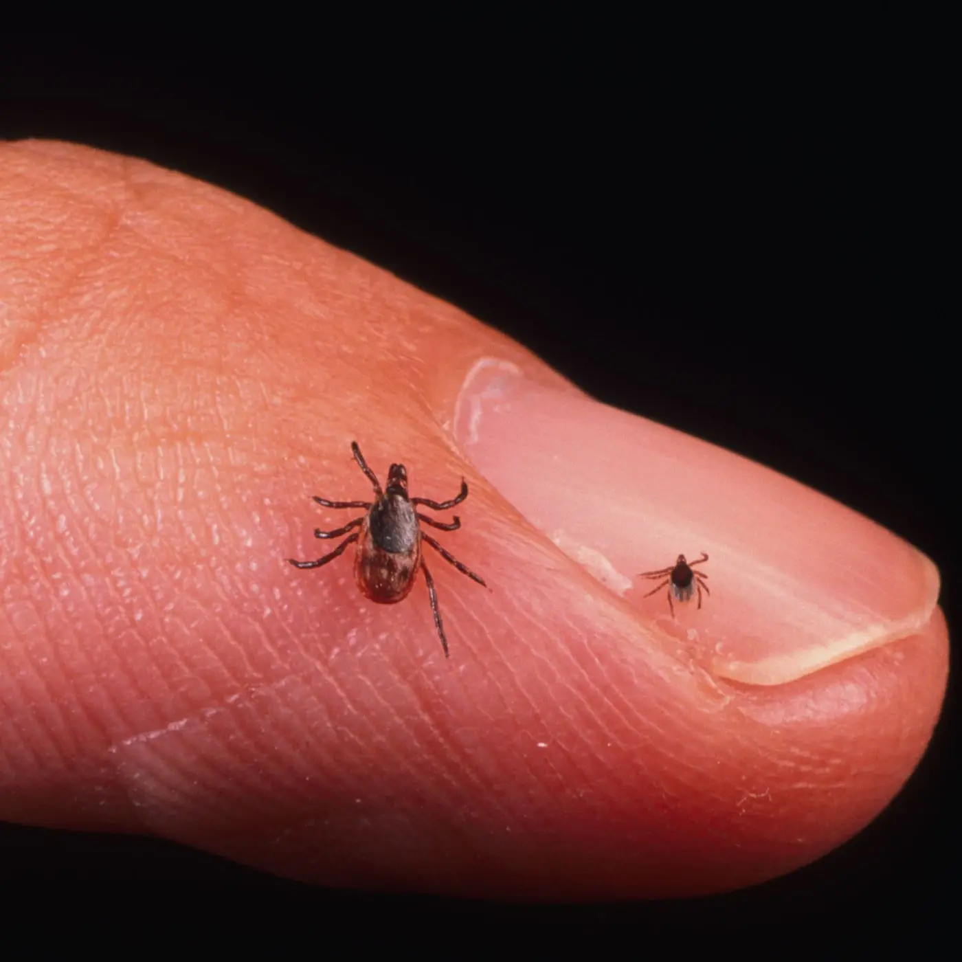 Tick ​​larvae can transmit a dangerous disease. It&#8217;s not about Lyme disease