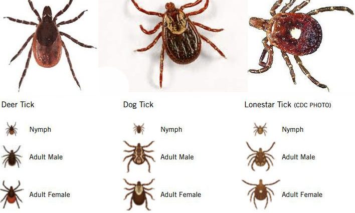 Tick ​​nymphs &#8211; they resemble moles. Few people know how dangerous tick nymphs are
