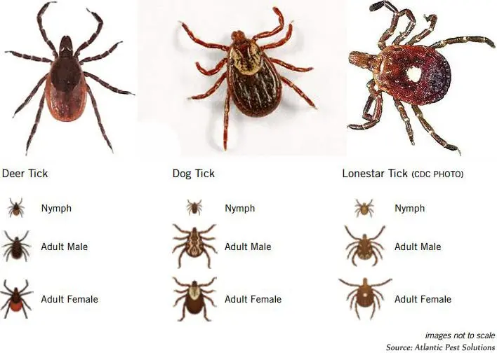 Tick ​​nymphs &#8211; they resemble moles. Few people know how dangerous tick nymphs are