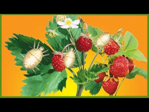 Tick ​​on strawberries: preparations, methods of struggle, how to process, photo