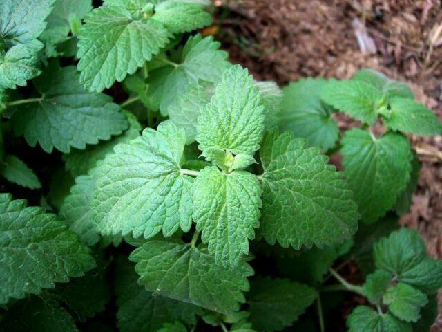 Tick ​​on strawberries: preparations, methods of struggle, how to process, photo