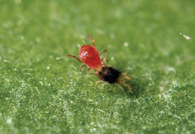 Tick ​​on strawberries: preparations, methods of struggle, how to process, photo