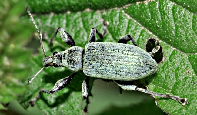 Tick ​​on strawberries: what is dangerous and how to deal with a berry pest