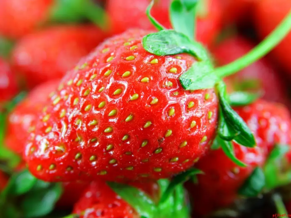 Tick ​​on strawberries: what is dangerous and how to deal with a berry pest