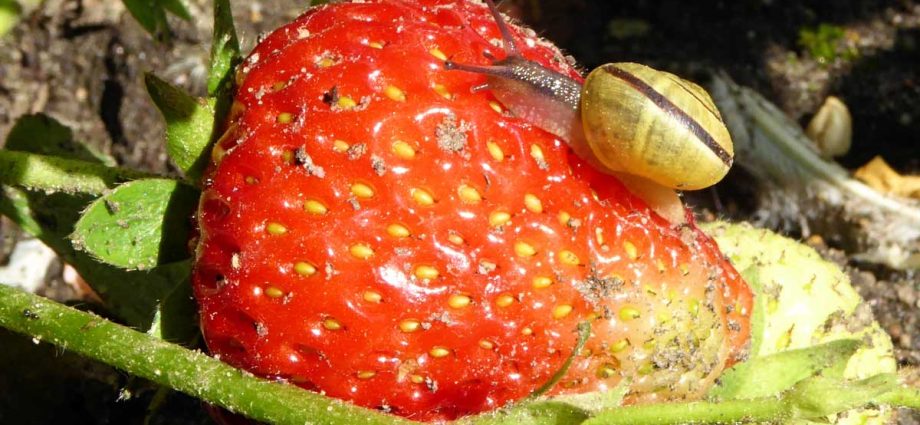 Tick ​​on strawberries: what is dangerous and how to deal with a berry pest