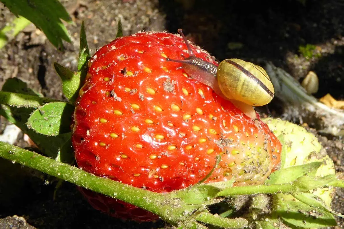 Tick ​​on strawberries: what is dangerous and how to deal with a berry pest