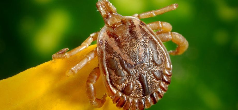 Ticks are already attacking. Can you protect yourself effectively against them?