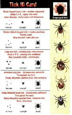 Ticks are also on the prowl in the big city