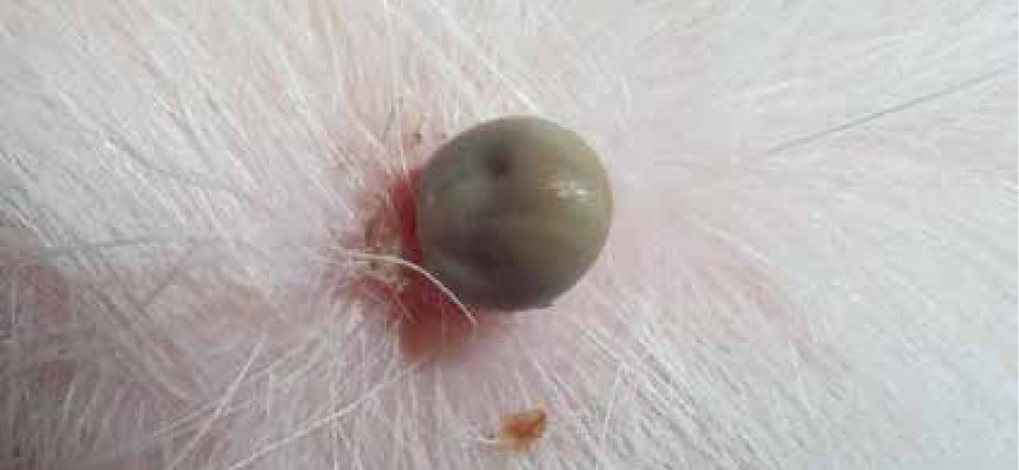 Ticks attack not only humans, but also dogs and cats