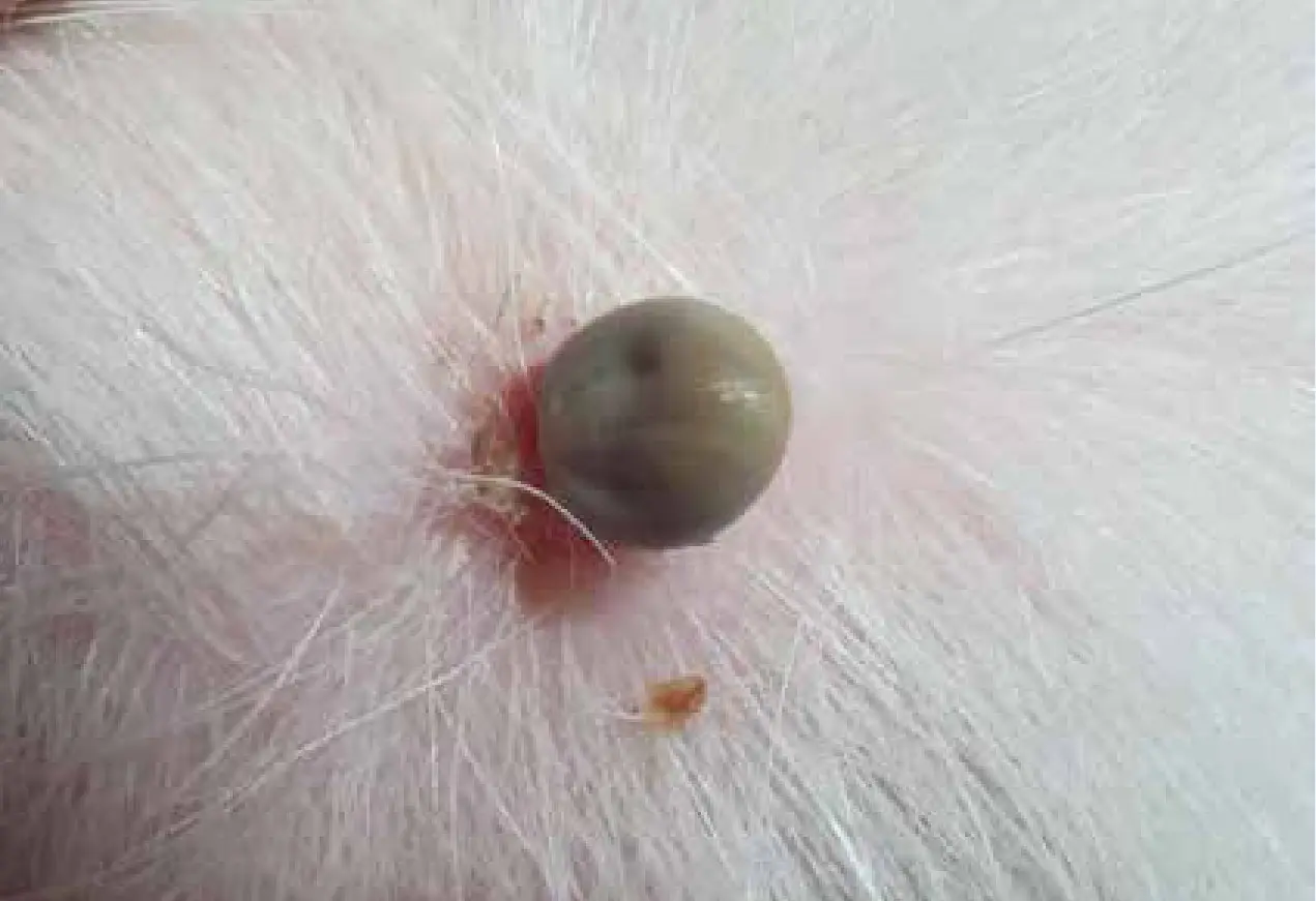 Ticks attack not only humans, but also dogs and cats