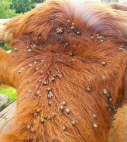 Ticks in cattle: drugs and treatment