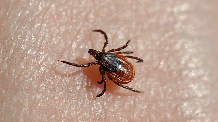 Ticks &#8211; the most important questions and answers