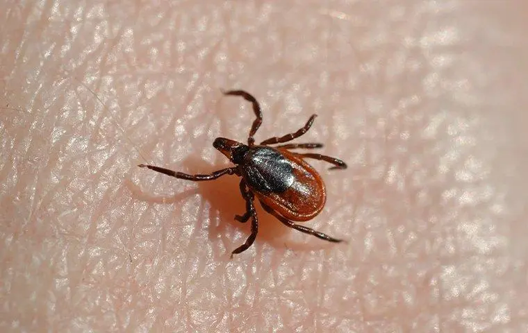 Ticks &#8211; the most important questions and answers