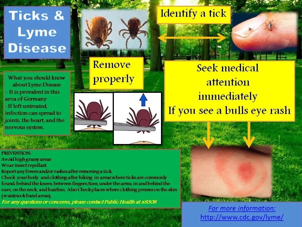 Ticks &#8211; what diseases do they transmit? Tick ​​removal