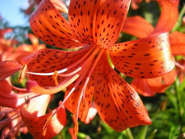 Tiger lily: what a flower looks like, planting and care in the open field + descriptions and photos of the best varieties and hybrids