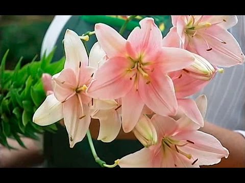 Tiger lily: what a flower looks like, planting and care in the open field + descriptions and photos of the best varieties and hybrids