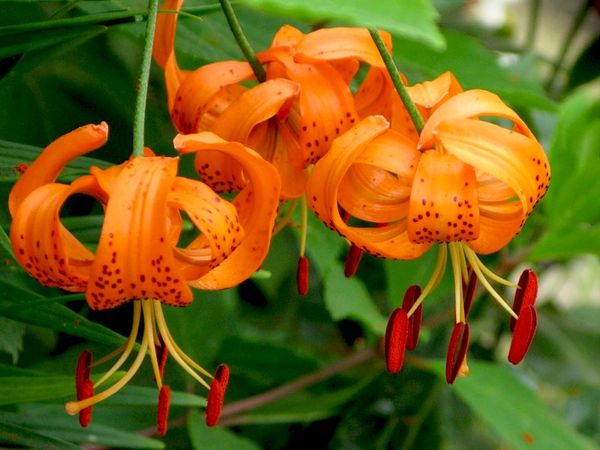 Tiger lily: what a flower looks like, planting and care in the open field + descriptions and photos of the best varieties and hybrids