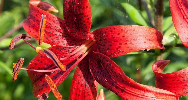 Tiger lily: what a flower looks like, planting and care in the open field + descriptions and photos of the best varieties and hybrids