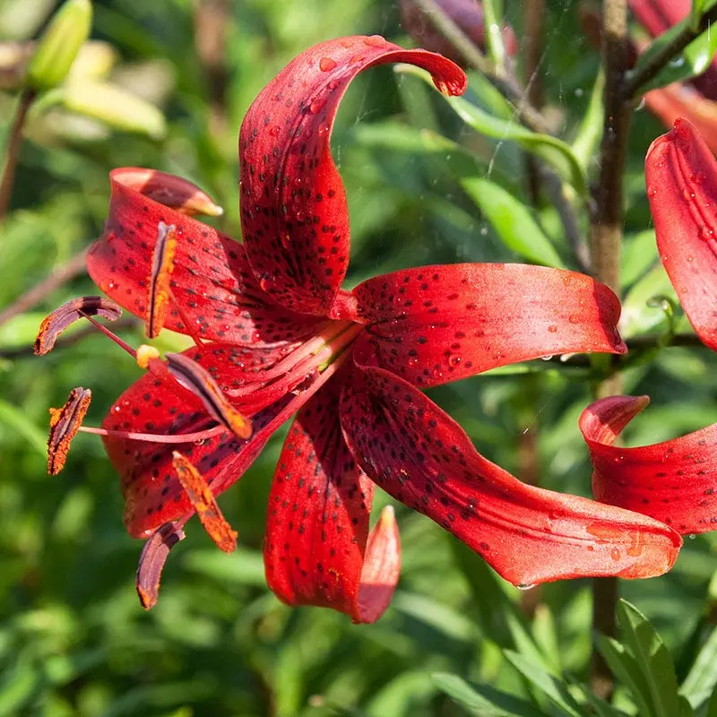 Tiger lily: what a flower looks like, planting and care in the open field + descriptions and photos of the best varieties and hybrids