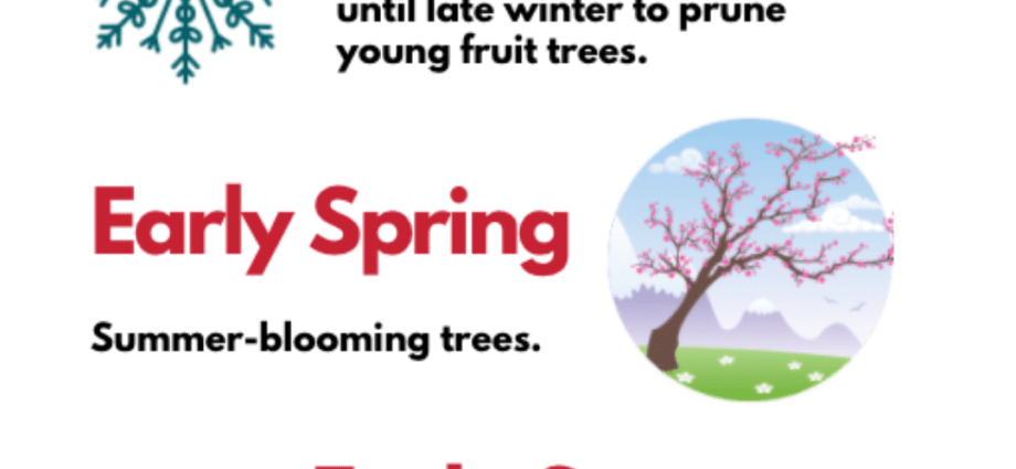 Timing of pruning trees in spring: useful tips for gardeners