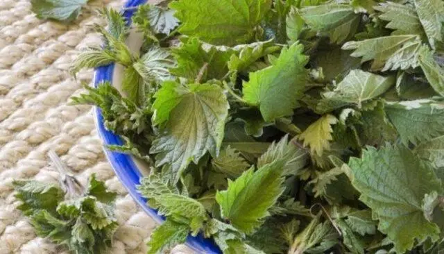 Tincture and decoction of nettle during menstruation: how to drink, rules of admission, reviews