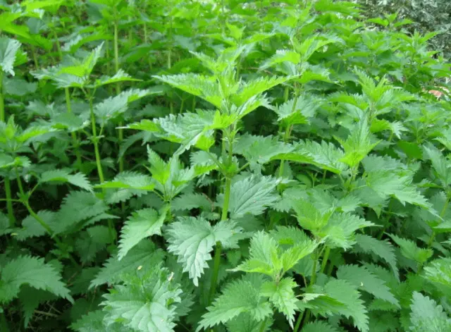 Tincture and decoction of nettle during menstruation: how to drink, rules of admission, reviews