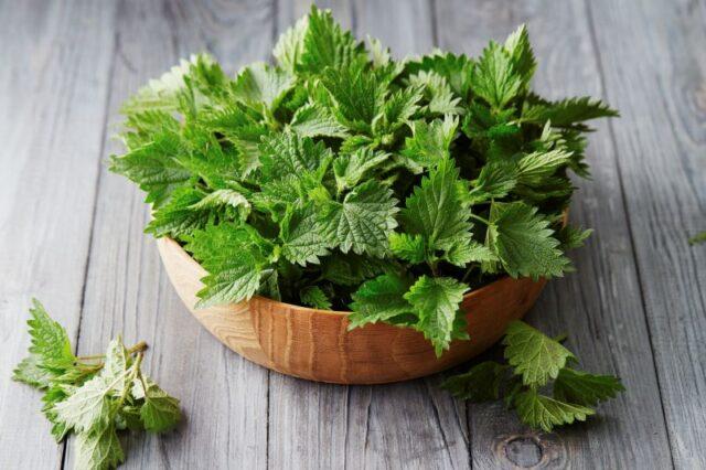 Tincture and decoction of nettle during menstruation: how to drink, rules of admission, reviews