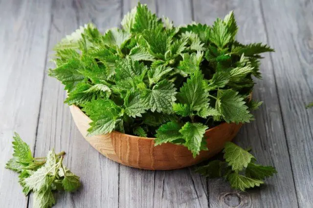 Tincture and decoction of nettle during menstruation: how to drink, rules of admission, reviews