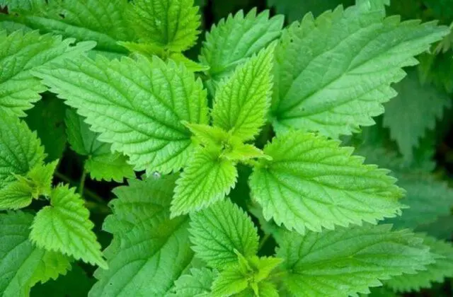 Tincture and decoction of nettle during menstruation: how to drink, rules of admission, reviews