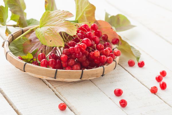 Tincture of viburnum on alcohol, moonshine, cognac, with honey, quince, linden flowers, sea buckthorn + benefits, harms and uses