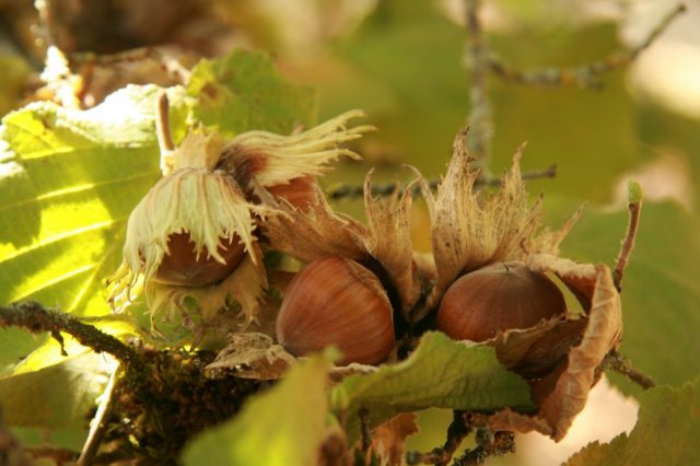 Tincture on hazelnuts on moonshine, alcohol, vodka