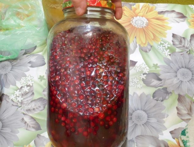 Tincture on lingonberries on moonshine